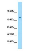 LILRA4 / ILT7 Antibody - ILT7 / LILRA4 antibody Western Blot of 721_B.  This image was taken for the unconjugated form of this product. Other forms have not been tested.