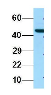 LILRA4 / ILT7 Antibody - ILT7 / LILRA4 antibody Western Blot of 293T lysate. Antibody Dilution: 1.0 ug/ml. Antibody dilution: 1 ug/ml.  This image was taken for the unconjugated form of this product. Other forms have not been tested.