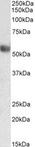 LILRA4 / ILT7 Antibody - Antibody (0.3µg/ml) staining of Human Lymph Node lysate (35µg protein in RIPA buffer). Primary incubation was 1 hour. Detected by chemiluminescence.