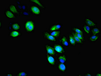 LILRA4 / ILT7 Antibody - Immunofluorescent analysis of HepG2 cells using LILRA4 Antibody at dilution of 1:100 and Alexa Fluor 488-congugated AffiniPure Goat Anti-Rabbit IgG(H+L)