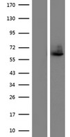 LILRA4 / ILT7 Protein - Western validation with an anti-DDK antibody * L: Control HEK293 lysate R: Over-expression lysate