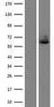 LILRA4 / ILT7 Protein - Western validation with an anti-DDK antibody * L: Control HEK293 lysate R: Over-expression lysate