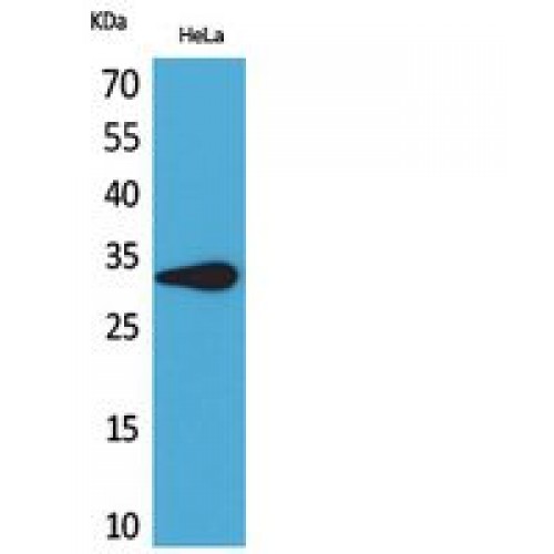 LILRA5 Antibody - Western blot of CD85f antibody