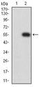 LILRA5 Antibody - Western blot analysis using LILRA5 mAb against HEK293 (1) and LILRA5 (AA: extra 42-268)-hIgGFc transfected HEK293 (2) cell lysate.