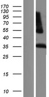 LILRA5 Protein - Western validation with an anti-DDK antibody * L: Control HEK293 lysate R: Over-expression lysate