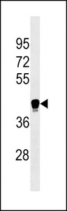 LILRA6 Antibody - LILRA6 Antibody western blot of K562 cell line lysates (35 ug/lane). The LILRA6 antibody detected the LILRA6 protein (arrow).