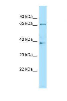 LILRB2 / ILT4 Antibody - LILRB2 antibody Western blot of Fetal Brain lysate. Antibody concentration 1 ug/ml.  This image was taken for the unconjugated form of this product. Other forms have not been tested.