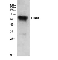 LILRB2 / ILT4 Antibody - Western Blot analysis of extracts from Hela cells using LILRB2 Antibody.