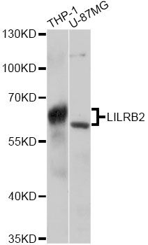 LILRB2 / ILT4 Antibody - Western blot analysis of extracts of various cell lines, using LILRB2 antibody at 1:3000 dilution. The secondary antibody used was an HRP Goat Anti-Rabbit IgG (H+L) at 1:10000 dilution. Lysates were loaded 25ug per lane and 3% nonfat dry milk in TBST was used for blocking. An ECL Kit was used for detection and the exposure time was 5s.