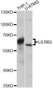 LILRB2 / ILT4 Antibody - Western blot analysis of extracts of various cell lines, using LILRB2 antibody at 1:3000 dilution. The secondary antibody used was an HRP Goat Anti-Rabbit IgG (H+L) at 1:10000 dilution. Lysates were loaded 25ug per lane and 3% nonfat dry milk in TBST was used for blocking. An ECL Kit was used for detection and the exposure time was 5s.