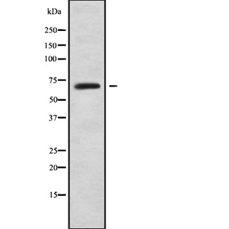 LILRB2 / ILT4 Antibody - Western blot analysis of LILRB2 using K562 whole cells lysates