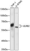 LILRB2 / ILT4 Antibody - Western blot analysis of extracts of various cell lines using LILRB2 Polyclonal Antibody at dilution of 1:3000.
