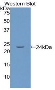 LILRB3 Antibody - Western blot of recombinant LILRB3 / PIRB.  This image was taken for the unconjugated form of this product. Other forms have not been tested.