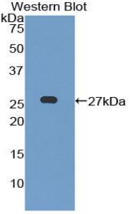 LILRB3 Antibody - Western blot of recombinant LILRB3 / PIRB.  This image was taken for the unconjugated form of this product. Other forms have not been tested.