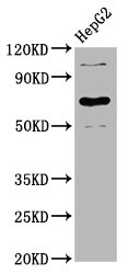 LILRB3 Antibody - Western Blot Positive WB detected in: HepG2 whole cell lysate All Lanes: LILRB3 antibody at 3.9µg/ml Secondary Goat polyclonal to rabbit IgG at 1/50000 dilution Predicted band size: 70, 72 KDa Observed band size: 70 KDa