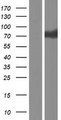 LILRB3 Protein - Western validation with an anti-DDK antibody * L: Control HEK293 lysate R: Over-expression lysate