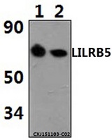 LILRB5 / LIR8 Antibody - Western blot of LILRB5 polyclonal antibody at 1:500 dilution. Lane 1: MCF-7 whole cell lysate (20 ug). Lane 2: THP-1 whole cell lysate (40 ug).