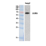 LILRB5 / LIR8 Antibody - Western Blot analysis of extracts from HepG2 cells using LILRB5 Antibody.