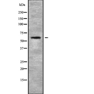 LILRB5 / LIR8 Antibody - Western blot analysis of LILRB5 using HepG2 whole cells lysates
