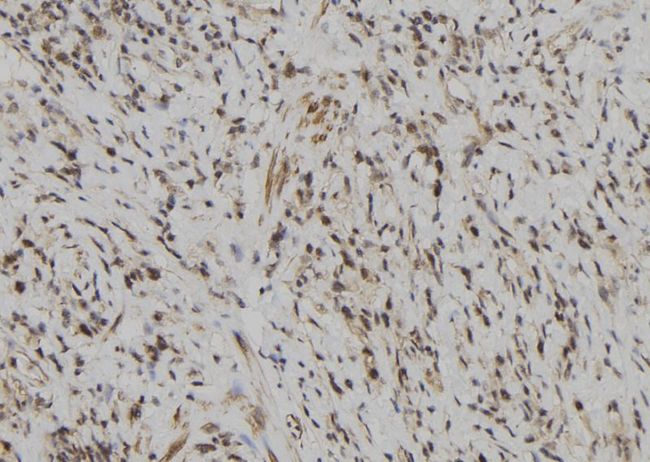 LILRB5 / LIR8 Antibody - 1:100 staining human gastric tissue by IHC-P. The sample was formaldehyde fixed and a heat mediated antigen retrieval step in citrate buffer was performed. The sample was then blocked and incubated with the antibody for 1.5 hours at 22°C. An HRP conjugated goat anti-rabbit antibody was used as the secondary.