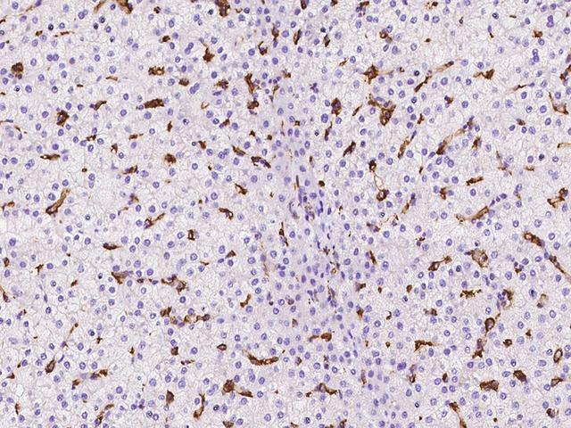 LILRB5 / LIR8 Antibody - Immunochemical staining of human LILRB5 in human liver with rabbit polyclonal antibody at 1:500 dilution, formalin-fixed paraffin embedded sections.