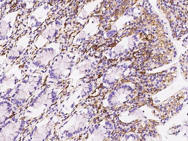 LILRB5 / LIR8 Antibody - Immunochemical staining of human LILRB5 in human rectum with rabbit polyclonal antibody at 1:500 dilution, formalin-fixed paraffin embedded sections.