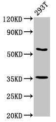 LIM Protein / LPP Antibody - Positive Western Blot detected in 293T whole cell lysate. All lanes: LPP antibody at 7.5 µg/ml Secondary Goat polyclonal to rabbit IgG at 1/50000 dilution. Predicted band size: 66 KDa. Observed band size: 66 KDa