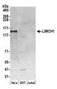 LIMCH1 Antibody - Detection of human LIMCH1 by western blot. Samples: Whole cell lysate (50 µg) from HeLa, HEK293T, and Jurkat cells prepared using NETN lysis buffer. Antibody: Affinity purified rabbit anti-LIMCH1 antibody used for WB at 0.1 µg/ml. Detection: Chemiluminescence with an exposure time of 3 minutes.