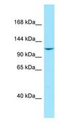 LIMCH1 Antibody - LIMCH1 antibody Western Blot of THP-1 cell lysate.  This image was taken for the unconjugated form of this product. Other forms have not been tested.