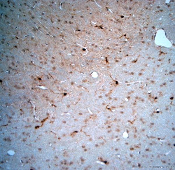 LIMD2 Antibody - IHC-P on paraffin sections of mouse cerebellum. The animal was perfused using Autoperfuser at a pressure of 130 mmHg with 300 ml 4% FA being processed for paraffin embedding. HIER: Tris-EDTA, pH 9 for 20 min using Thermo PT Module. Blocking: 0.2% LFDM in TBST filtered through 0.2 µm. Detection was done using Novolink HRP polymer from Leica following manufacturers instructions; DAB chromogen: Candela DAB chromogen. Primary antibody: dilution 1:1000, incubated 30 min at RT using Autostainer. Sections were counterstained with Harris Hematoxylin.