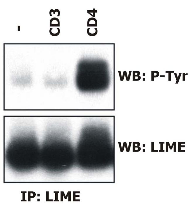 LIME1 / LIME Antibody - LIME Antibody in Immunoprecipitation (IP)