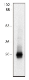 LIME1 / LIME Antibody - Western blot of  mouse thymocyte lysate (1% SDS); non-reduced sample, immunostained by mAb mLIME-05 and goat anti-mouse IgG (H+L)-HRP conjugate.