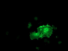 LIMK1 / LIMK Antibody - Anti-LIMK1 mouse monoclonal antibody immunofluorescent staining of COS7 cells transiently transfected by pCMV6-ENTRY LIMK1.
