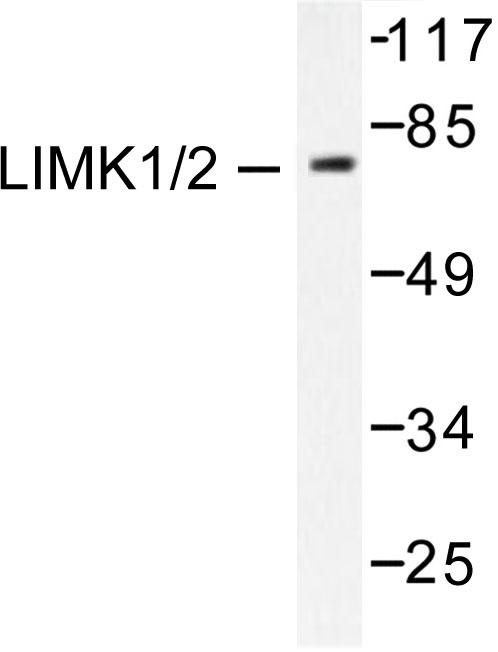 LIMK1 + LIMK2 Antibody - Western blot of LIMK1/2 (D402) pAb in extracts from COS7 cells.