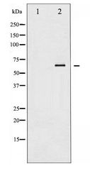 LIMK1 + LIMK2 Antibody - Western blot of LIMK1/2 expression in COS7 whole cell lysates,The lane on the left is treated with the antigen-specific peptide.