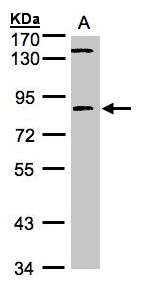 LIMK2 Antibody - Sample (30g whole cell lysate). A:293T. 7.5% SDS PAGE. LIMK2 antibody diluted at 1:1000