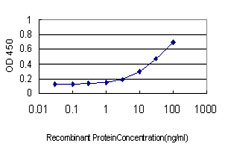 LIMK2 Antibody - Detection limit for recombinant GST tagged LIMK2 is approximately 0.3 ng/ml as a capture antibody.