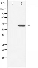 LIMK2 Antibody - Western blot analysis of LIMK2 expression in PMA treated NIH-3T3 whole cells lysates. The lane on the left is treated with the antigen-specific peptide.
