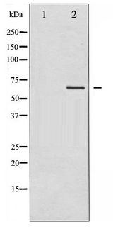 LIMK2 Antibody - Western blot of LIMK2 phosphorylation expression in NIH-3T3 whole cell lysates,The lane on the left is treated with the antigen-specific peptide.