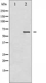 LIMK2 Antibody - Western blot analysis of LIMK2 phosphorylation expression in NIH-3T3 whole cells lysates. The lane on the left is treated with the antigen-specific peptide.