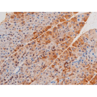 LIMK2 Antibody - 1:200 staining mouse pancreas tissue by IHC-P. The tissue was formaldehyde fixed and a heat mediated antigen retrieval step in citrate buffer was performed. The tissue was then blocked and incubated with the antibody for 1.5 hours at 22°C. An HRP conjugated goat anti-rabbit antibody was used as the secondary.