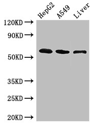LIMPII / SCARB2 Antibody - Positive WB detected in:HepG2 whole cell lysate,A549 whole cell lysate,Mouse liver tissue;All lanes:SCARB2 antibody at 3?g/ml;Secondary;Goat polyclonal to rabbit IgG at 1/50000 dilution;Predicted band size: 55,38 KDa;Observed band size: 55 KDa;