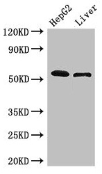 LIMPII / SCARB2 Antibody - Western Blot Positive WB detected in: HepG2 whole cell lysate, Mouse liver tissue All lanes: SCARB2 antibody at 3µg/ml Secondary Goat polyclonal to rabbit IgG at 1/50000 dilution Predicted band size: 55, 38 kDa Observed band size: 55 kDa
