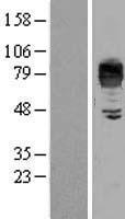 LIMPII / SCARB2 Protein - Western validation with an anti-DDK antibody * L: Control HEK293 lysate R: Over-expression lysate