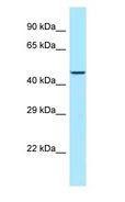 LIMS1 / PINCH Antibody - LIMS1 / PINCH antibody Western Blot of MCF7 cell lysate.  This image was taken for the unconjugated form of this product. Other forms have not been tested.