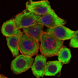 LIMS1 / PINCH Antibody - Immunofluorescence of HepG2 cells using PINCH mouse monoclonal antibody (green). Blue: DRAQ5 fluorescent DNA dye. Red: Actin filaments have been labeled with Alexa Fluor-555 phalloidin.