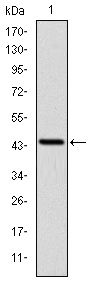 LIMS1 / PINCH Antibody - LIMS1 Antibody in Western Blot (WB)