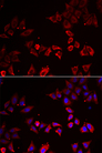LIMS1 / PINCH Antibody - Immunofluorescence analysis of A549 cells.
