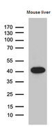LIMS2 Antibody - Western blot analysis of extracts. (35ug) from mouse liver tissue lysate by using anti-LIMS2 monoclonal antibody. (1:500)