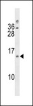 LIMS3 Antibody - LIMS3/LIMS3L Antibody western blot of 293 cell line lysates (35 ug/lane). The LIMS3/LIMS3L antibody detected the LIMS3/LIMS3L protein (arrow).